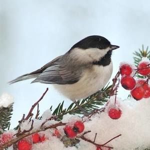 Meet your Posher, Carla